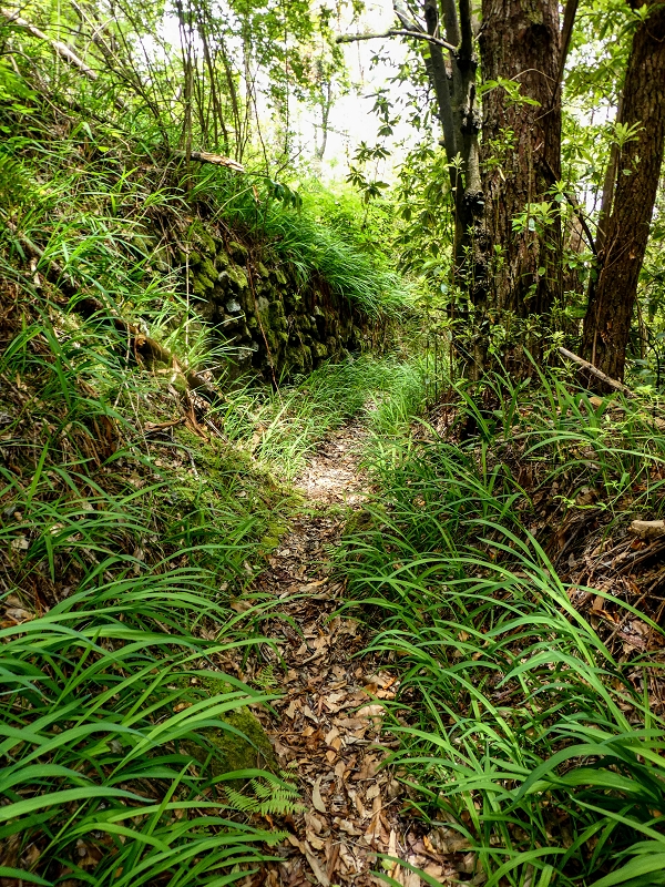 16.05.2019 Nochmals zum Poco das Pulgas, diesmal als Rundtour — Abstieg auf dem Maruja-Weg — Foto 10