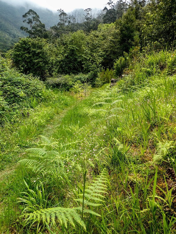 16.05.2019 Nochmals zum Poco das Pulgas, diesmal als Rundtour — Abstieg auf dem Maruja-Weg — Foto 12