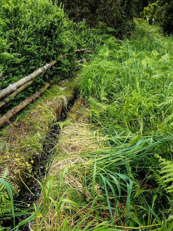 Levada da Cancela — Foto 11