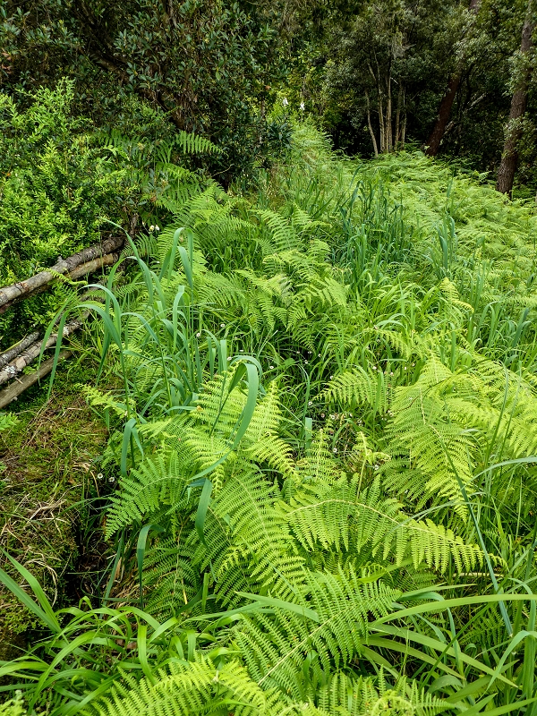 Levada da Cancela — Foto 10
