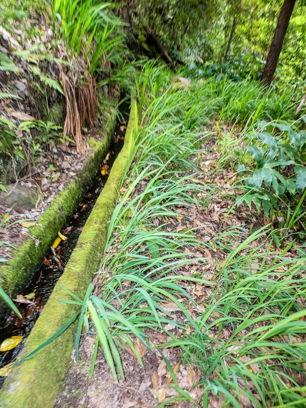 16.05.2019 Nochmals zum Poco das Pulgas, diesmal als Rundtour — Levada da Cancela — Foto 5