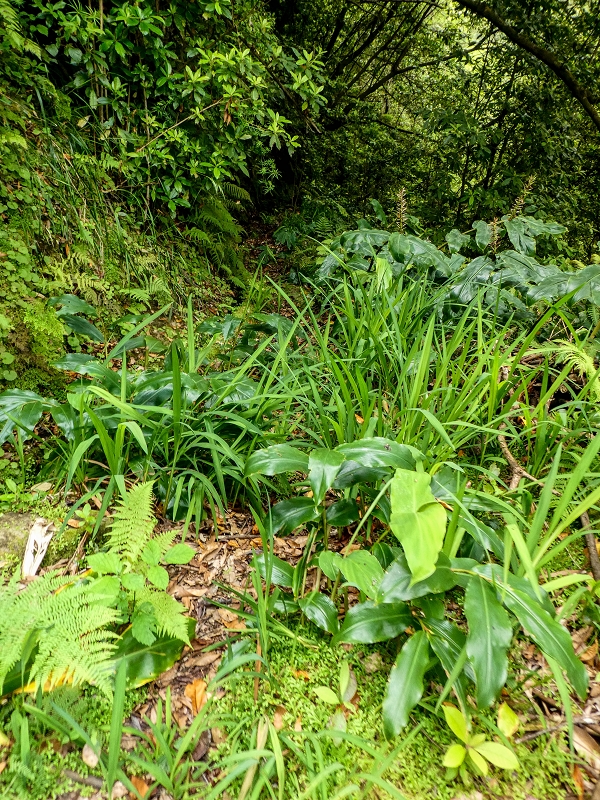 16.05.2019 Nochmals zum Poco das Pulgas, diesmal als Rundtour — Levada da Cancela — Foto 9