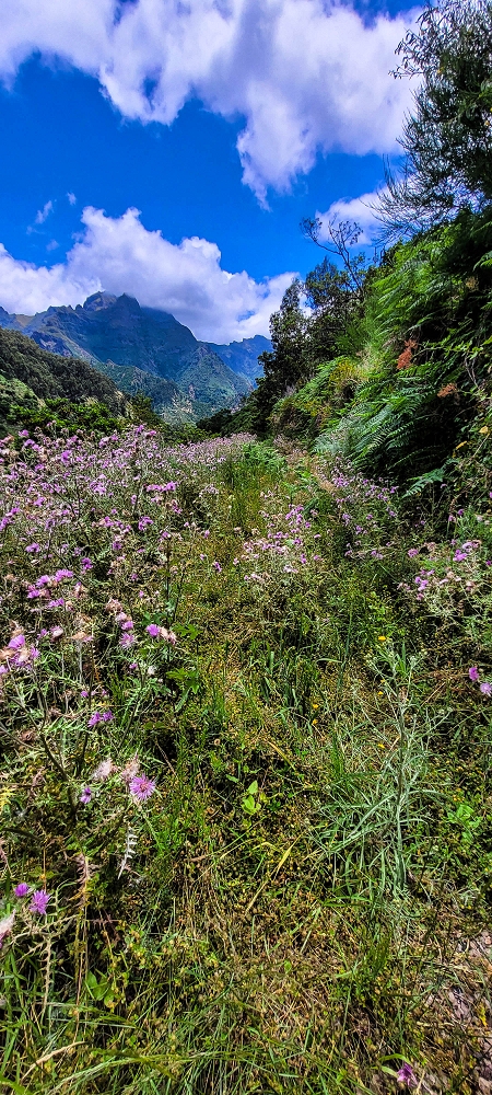16.06.2022 Levadaexpedition in Serra de Agua — Abstieg zur Madre der Levada da Pedreira — Foto 2