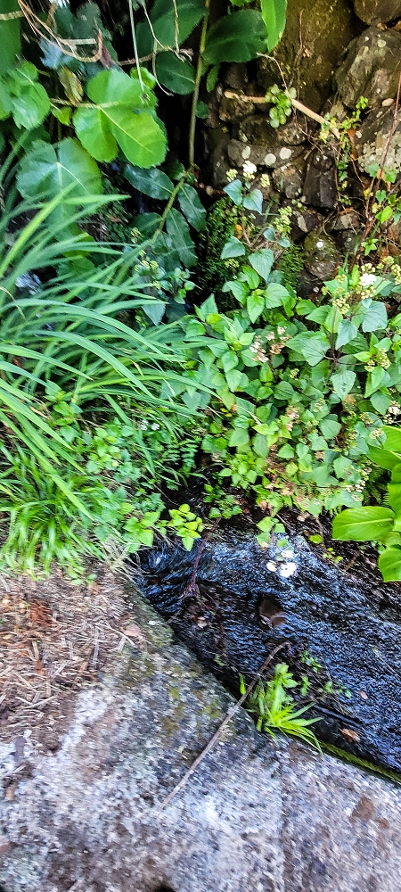 Levada da Faja dos Vinhaticos — Zufluss von der Levada da Achadinha — Foto 2