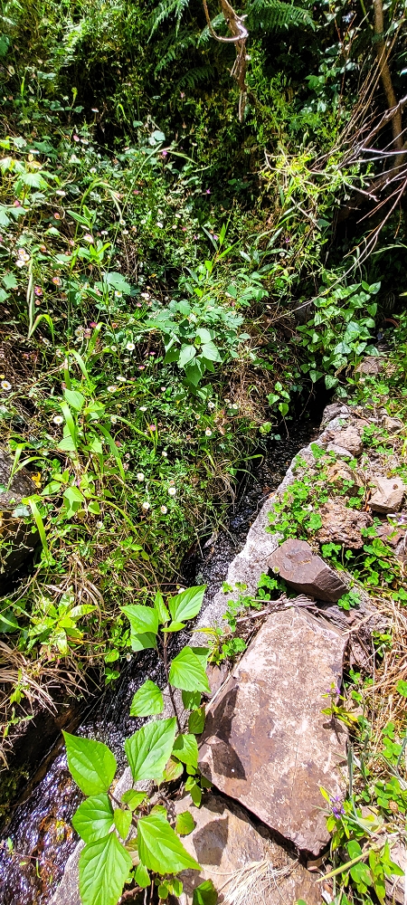 Levada da Pedreira — Com vista vale abaixo — foto 1