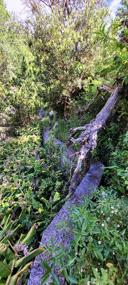 Levada da Faja dos Vinhaticos — Bis zur Vereda do Pico Redondo — Foto 6