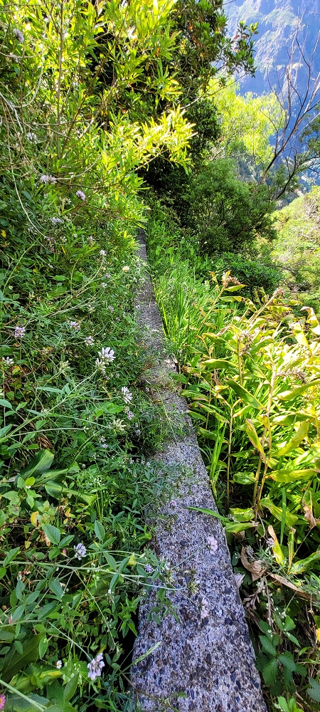 Levada da Faja dos Vinhaticos — Bis zur Vereda do Pico Redondo — Foto 7