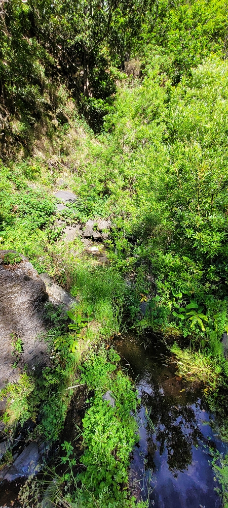 Levada da Faja dos Vinhaticos — Die Madre im Nebenast der Ribeira da Faja das Eguas — Foto 2