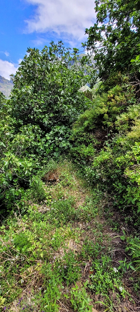Levada da Eira da Moura — Seguimento até ao fim — foto 16