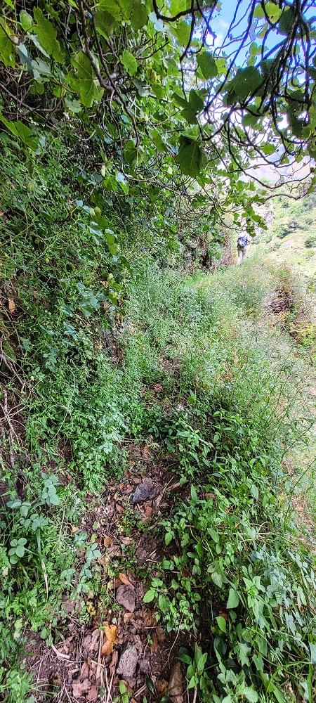 Levada da Eira da Moura — Seguimento até ao fim — foto 12