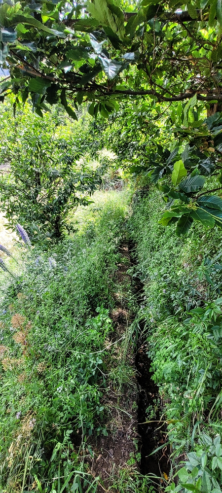 Levada da Eira da Moura — Seguimento até ao fim — foto 7