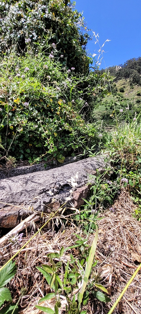Levada da Eira da Moura — Seguimento até ao fim — foto 4