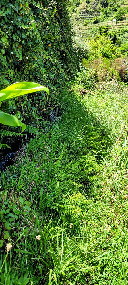 Levada da Eira da Moura — Escadaria da levada e seguimento até ao caminho para Faja das Eguas — foto 5