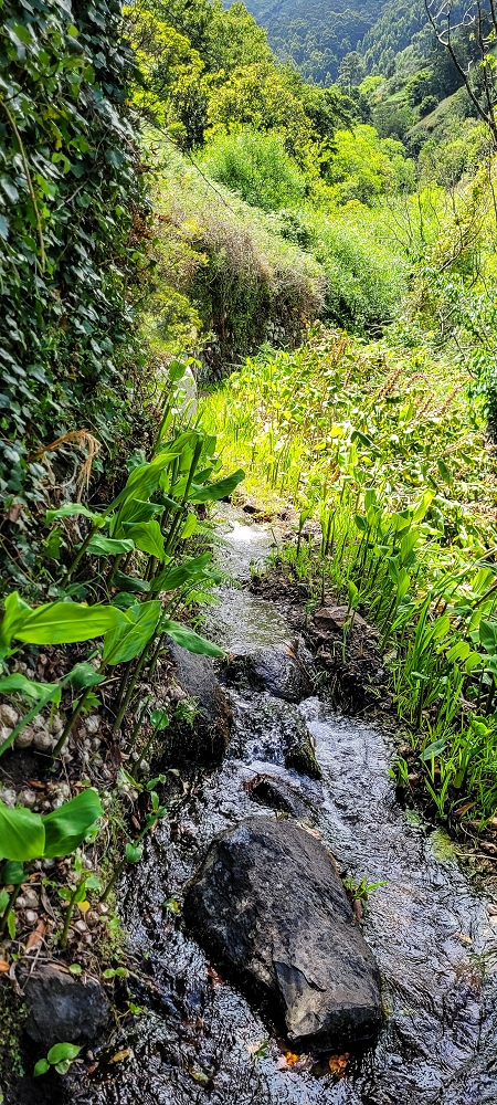 Levada da Eira da Moura — Percurso até à escadaria da levada — foto 5