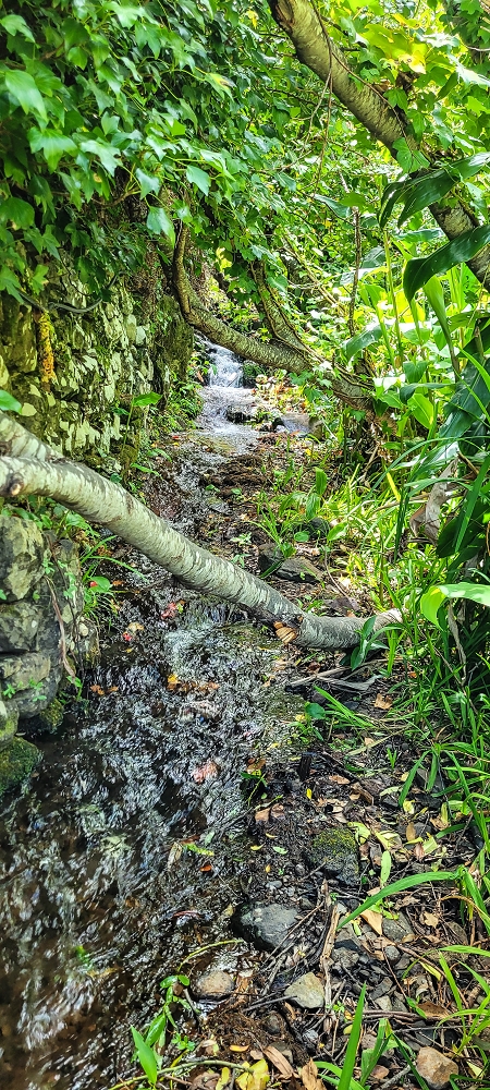 Levada da Eira da Moura — Percurso até à escadaria da levada — foto 4
