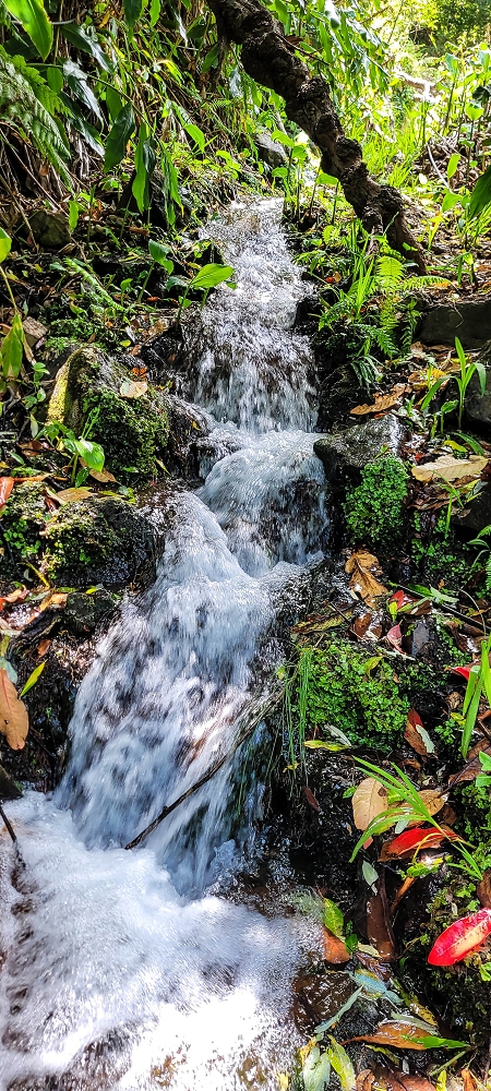 Levada da Eira da Moura — Percurso até à escadaria da levada — foto 3