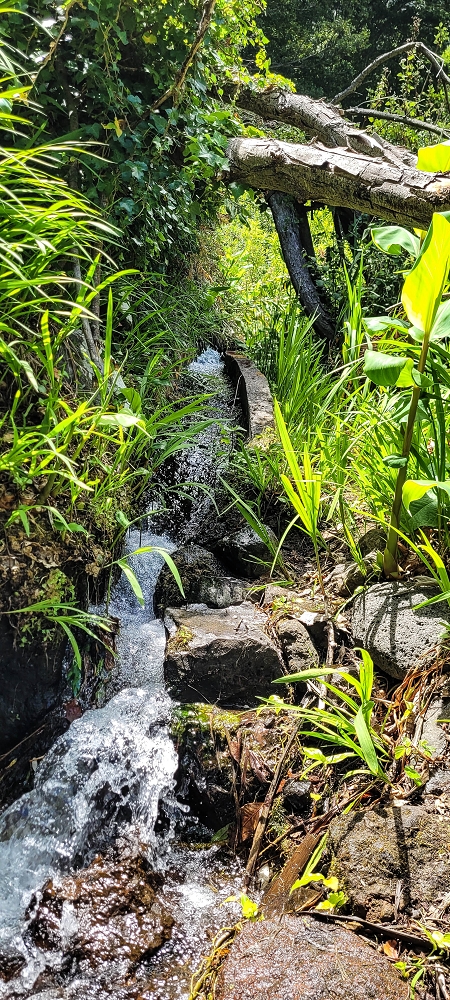 Levada da Eira da Moura — Percurso até à escadaria da levada — foto 2