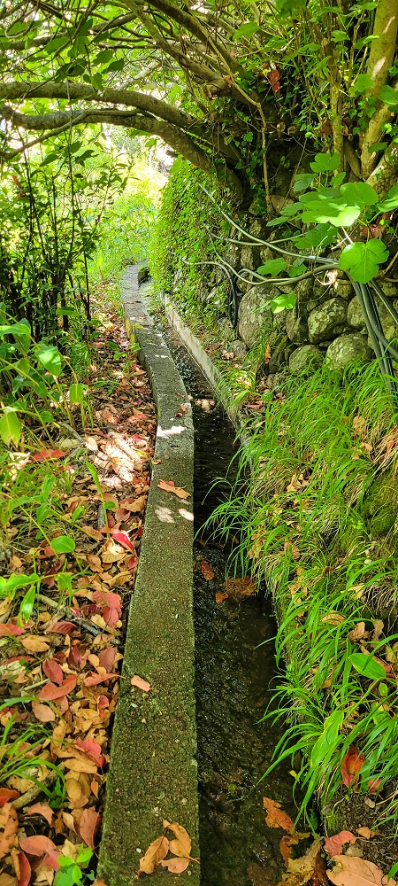 Levada da Faja dos Vinhaticos — Bis zur Vereda do Pico Redondo — Foto 3