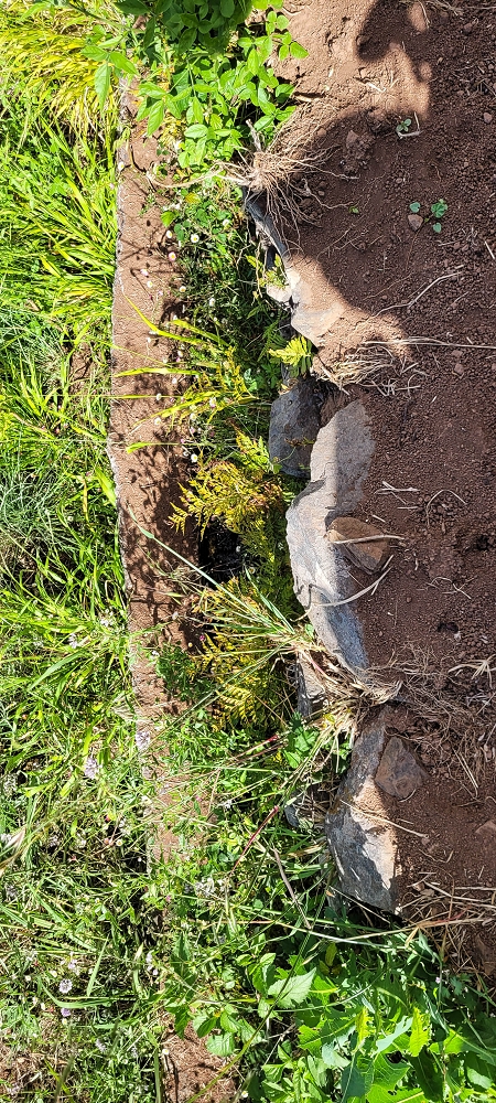 Levada da Faja dos Vinhaticos — Bis zur Vereda do Pico Redondo — Foto 4