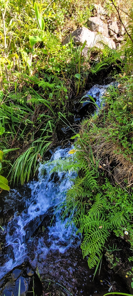 Levada da Faja dos Vinhaticos — Zum Ende der Estrada da Eira da Moura — Foto 1