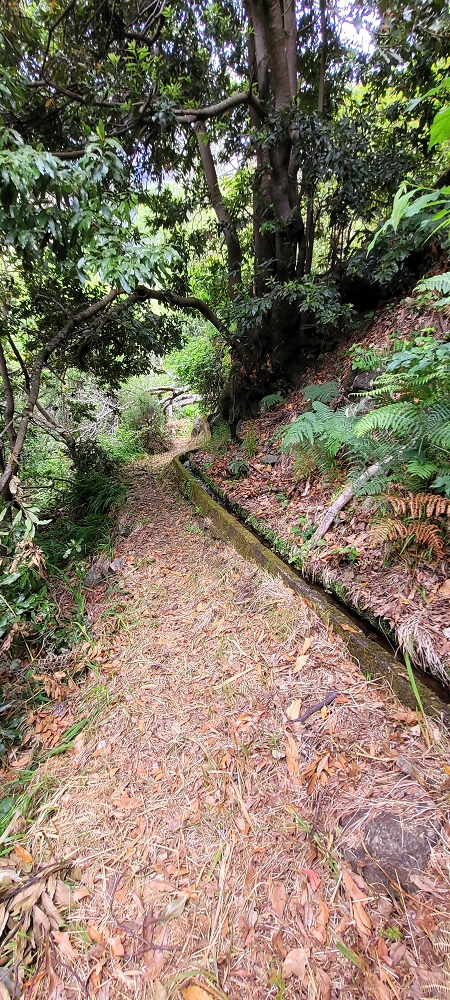 Levada da Achadinha — On to the Vereda do Pico Rodondo — photo 4