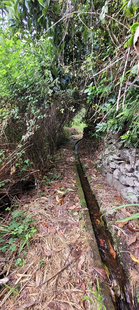Levada da Achadinha — On to the Vereda do Pico Rodondo — photo 2