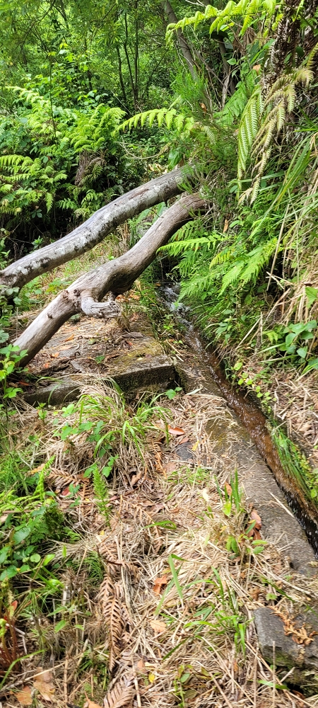 Levada da Achadinha — The first metres to the levada steps — photo 3