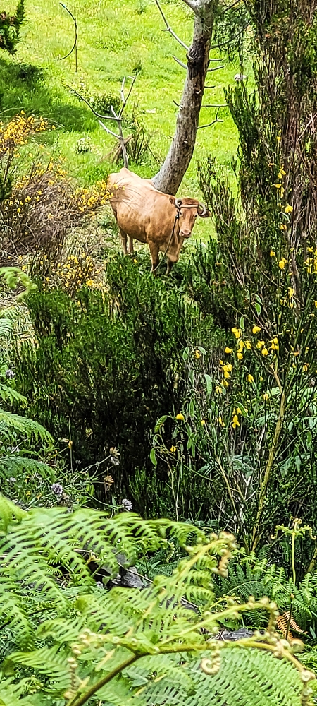 Levada da Fajã das Éguas — On to the last irrigated field — photo 3