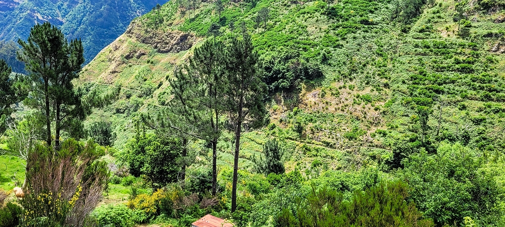 Levada da Fajã das Éguas — On to the last irrigated field — photo 2