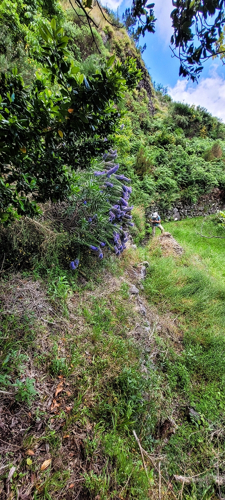 Levada da Fajã das Éguas — As far as the junction to the upper branch — photo 13