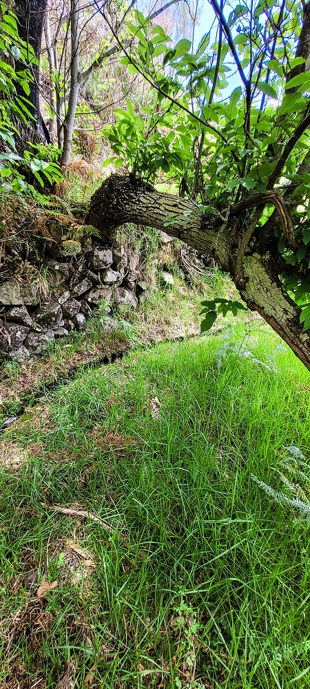 Levada da Fajã das Éguas — As far as the junction to the upper branch — photo 3