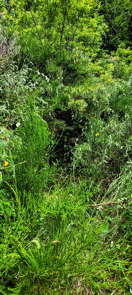 16.06.2022 Levadaexpedition in Serra de Agua — Die Madre der Levada da Faja das Eguas — Foto 2