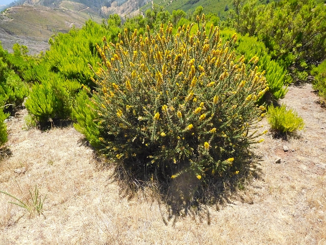 16.08.2017 Suche nach dem Furado Velho über die südliche 'Levada do Furado Velho' — Auf dem Pico dos Bodes — Foto 12