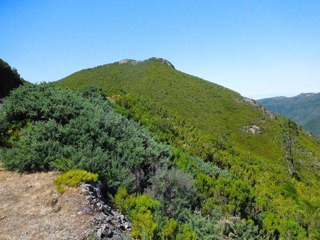 16.08.2017 Suche nach dem Furado Velho über die südliche 'Levada do Furado Velho' — Auf dem Pico dos Bodes — Foto 15
