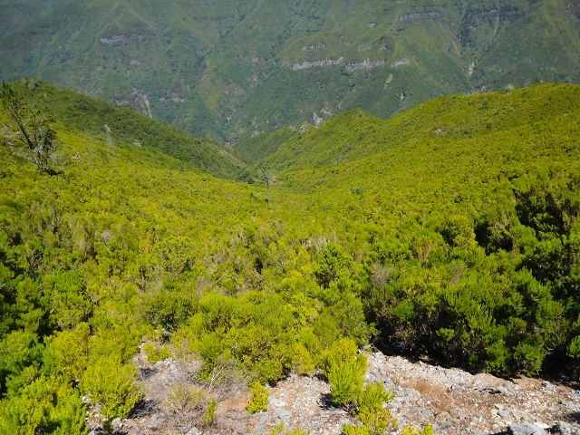 16.08.2017 Suche nach dem Furado Velho über die südliche 'Levada do Furado Velho' — Auf dem Pico dos Bodes — Foto 16