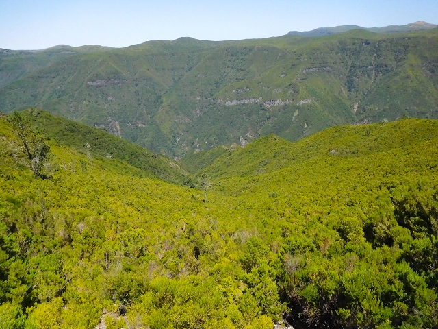 16.08.2017 Suche nach dem Furado Velho über die südliche 'Levada do Furado Velho' — Auf dem Pico dos Bodes — Foto 17