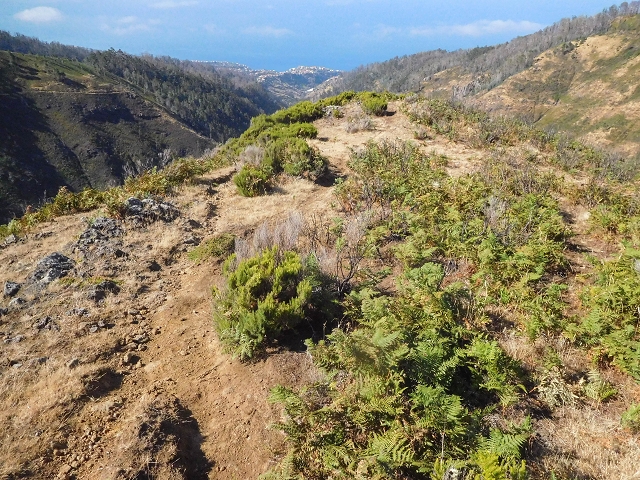 16.08.2017 Suche nach dem Furado Velho über die südliche 'Levada do Furado Velho' — Weiter Abstieg auf dem Lombo do Lumiele — Foto 10