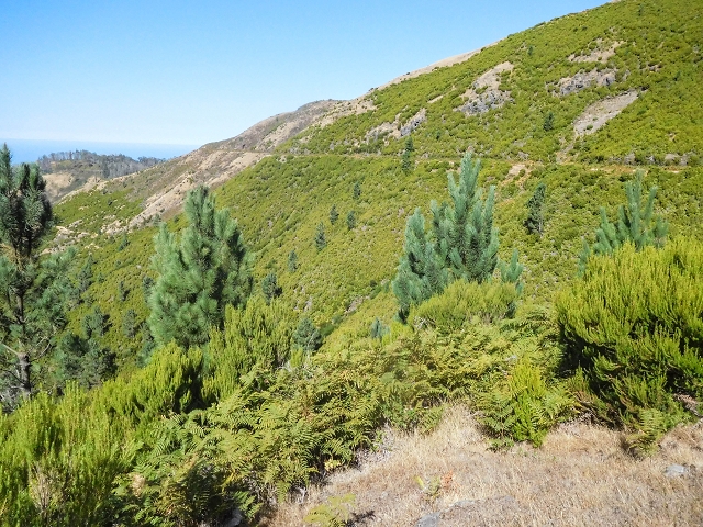16.08.2017 Suche nach dem Furado Velho über die südliche 'Levada do Furado Velho' — Auf der alten Levada do Furado Velho zum Furado Velho — Foto 3