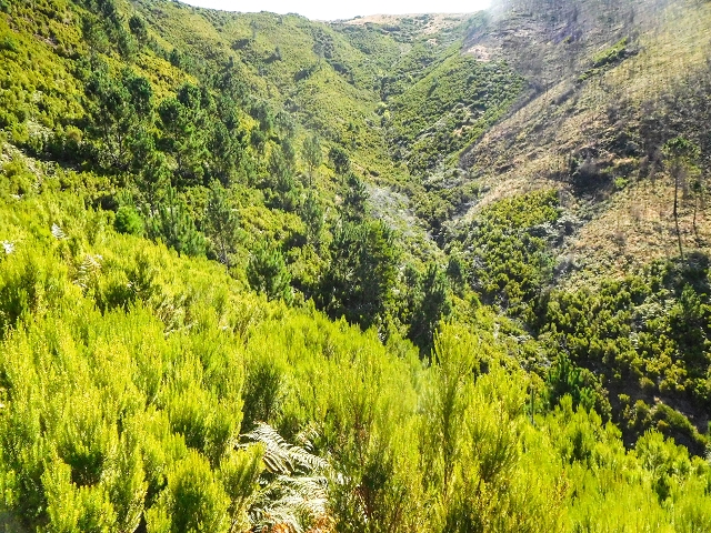 16.08.2017 Suche nach dem Furado Velho über die südliche 'Levada do Furado Velho' — Auf der alten Levada do Furado Velho zum Furado Velho — Foto 4