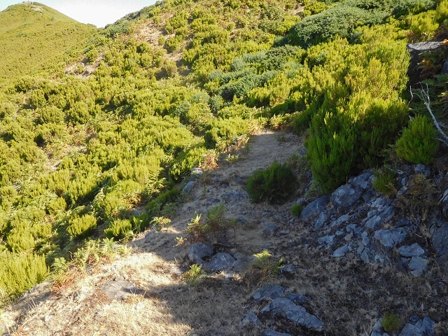 Levada da Senhora (Estreito da Calheta) — Abschnitt 7 — Foto 1