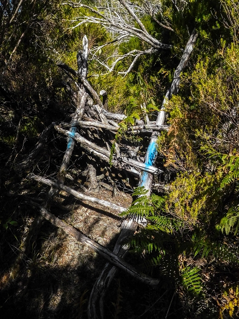 Levada do Risco — The overgrown first 300 metres, with remains of small levada walls — photo 1