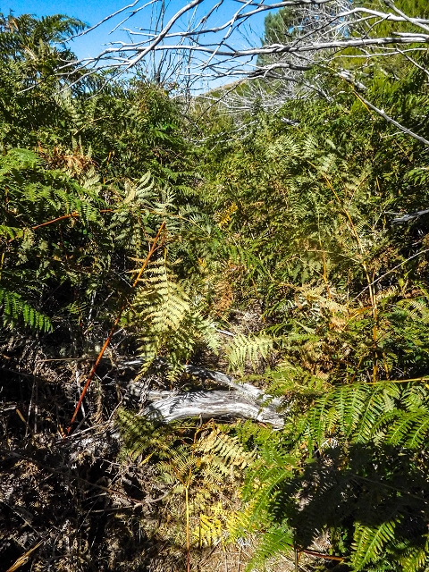 16.08.2017 Suche nach dem Furado Velho über die südliche 'Levada do Furado Velho' — Zurück auf der alten Levada do Furado Velho bis zum nächsten Tunnel — Foto 2