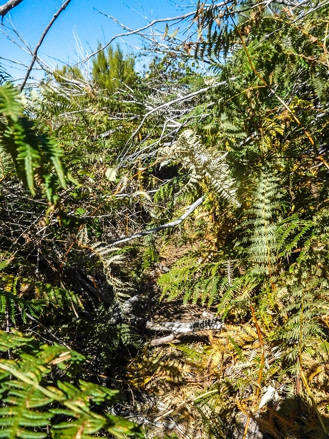 Levada do Risco — The overgrown first 300 metres, with remains of small levada walls — photo 2