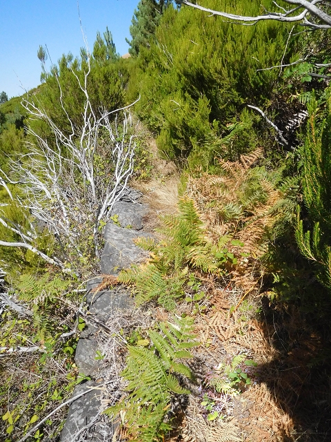 Levada do Risco — The overgrown first 300 metres, with remains of small levada walls — photo 3