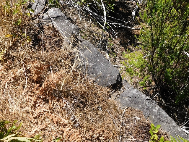 Levada do Risco — The overgrown first 300 metres, with remains of small levada walls — photo 4