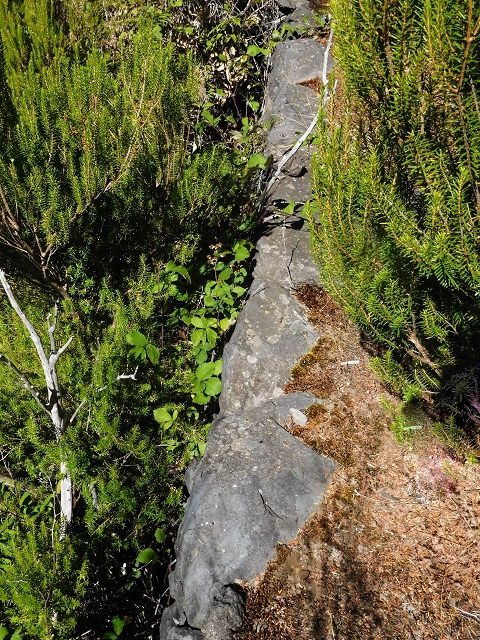 16.08.2017 Suche nach dem Furado Velho über die südliche 'Levada do Furado Velho' — Zurück auf der alten Levada do Furado Velho bis zum nächsten Tunnel — Foto 7