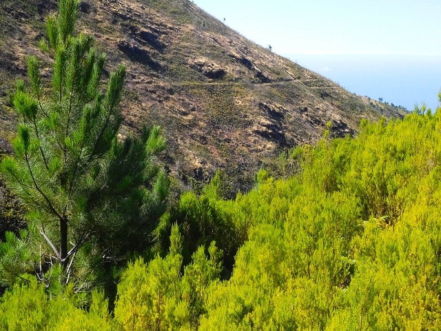 16.08.2017 Suche nach dem Furado Velho über die südliche 'Levada do Furado Velho' — Zurück auf der alten Levada do Furado Velho bis zum nächsten Tunnel — Foto 8