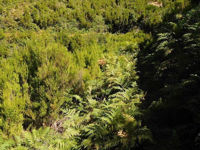 Levada do Risco — The overgrown first 300 metres, with remains of small levada walls — photo 5
