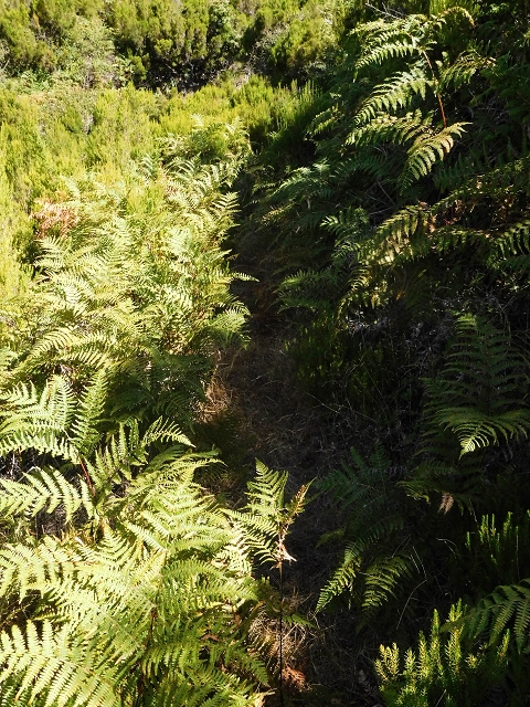 16.08.2017 Suche nach dem Furado Velho über die südliche 'Levada do Furado Velho' — Zurück auf der alten Levada do Furado Velho bis zum nächsten Tunnel — Foto 12