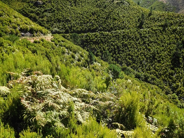 16.08.2017 Suche nach dem Furado Velho über die südliche 'Levada do Furado Velho' — Zurück auf der alten Levada do Furado Velho bis zum nächsten Tunnel — Foto 14